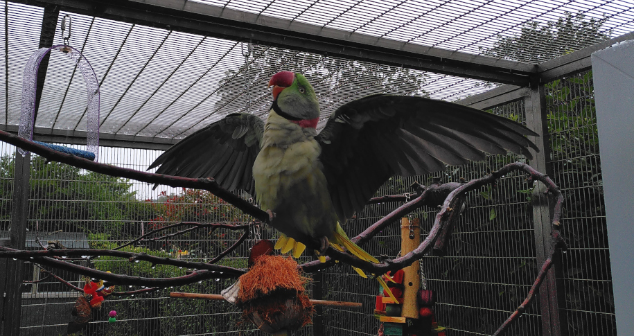 Squawking in the rain.